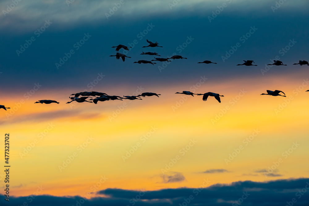 Fototapeta premium Silhouettes of flying Cranes ( Grus Grus) at Sunset France