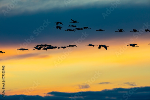 Silhouettes of  flying Cranes ( Grus Grus) at Sunset France © irma07