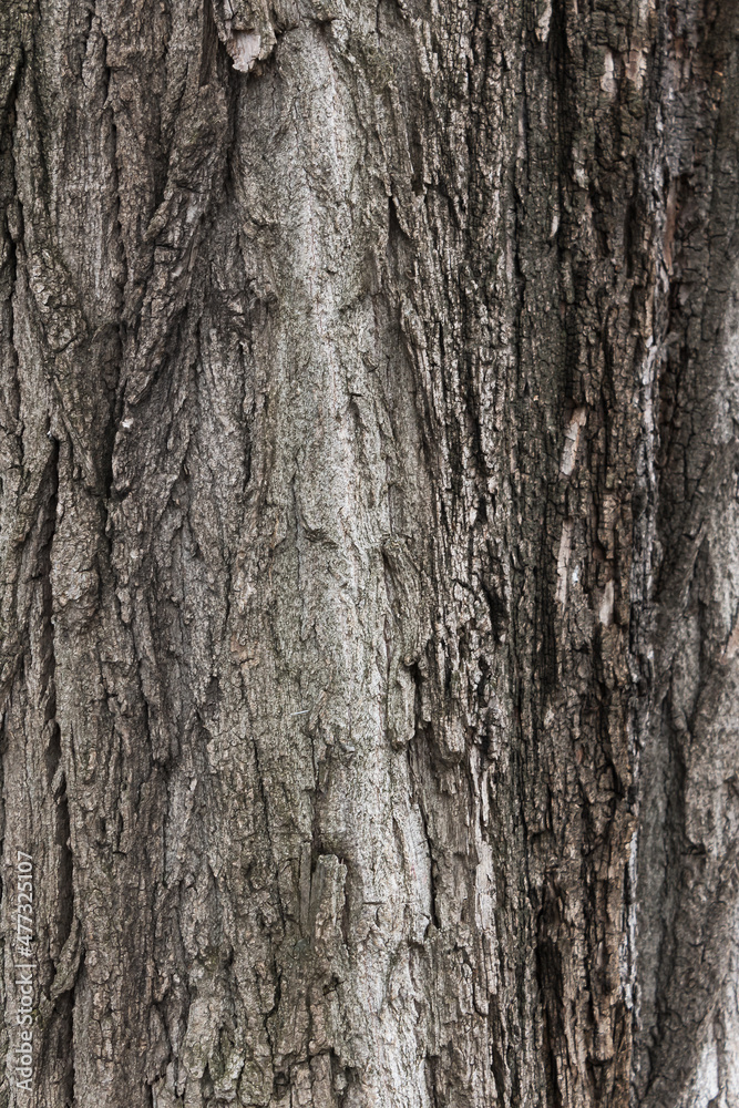 texture of a chestnut tree bark. closeup nature background texture of a chestnut tree bark. closeup nature background