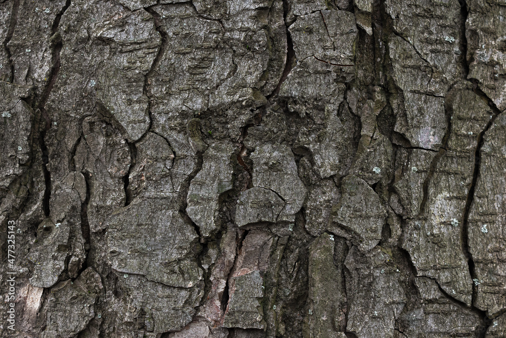 texture of a poplar tree bark. closeup nature background texture of a poplar tree bark. closeup nature background