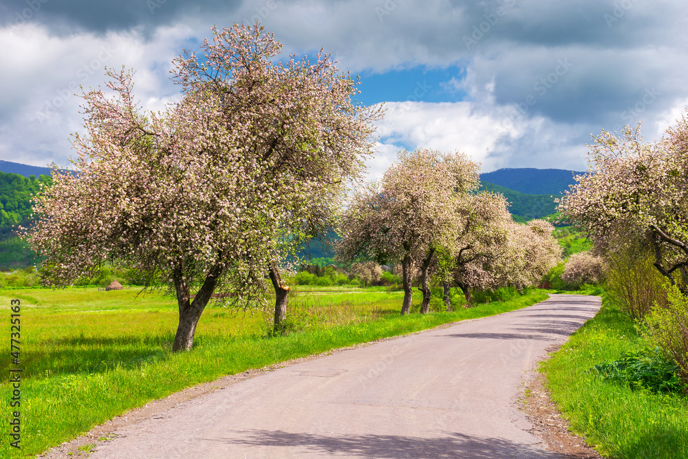 blossoming trees along the asphalt road. carpathian rural scenery in spring. beautiful countryside landscape on a sunny day. clouds on the blue sky above the distant mountains blossoming trees along the asphalt road. carpathian rural scenery in spring. beautiful countryside landscape on a sunny day. clouds on the blue sky above the distant mountains