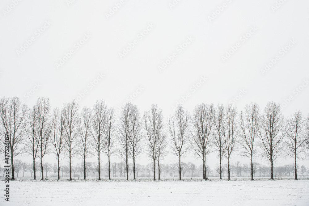 custom made wallpaper toronto digitalOld dirt road with trees in wintertime.