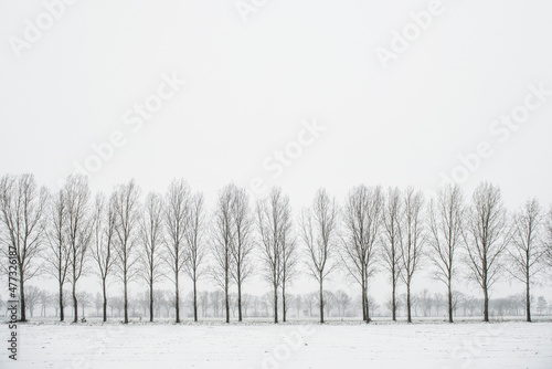 Wallpaper Mural Old dirt road with trees in wintertime. Torontodigital.ca