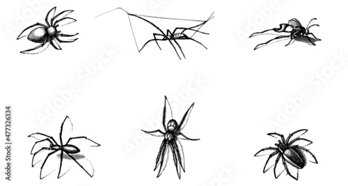 Black silhouettes set of Spiders, spider icon isolated on white background. Top, side, and front view © Hamna