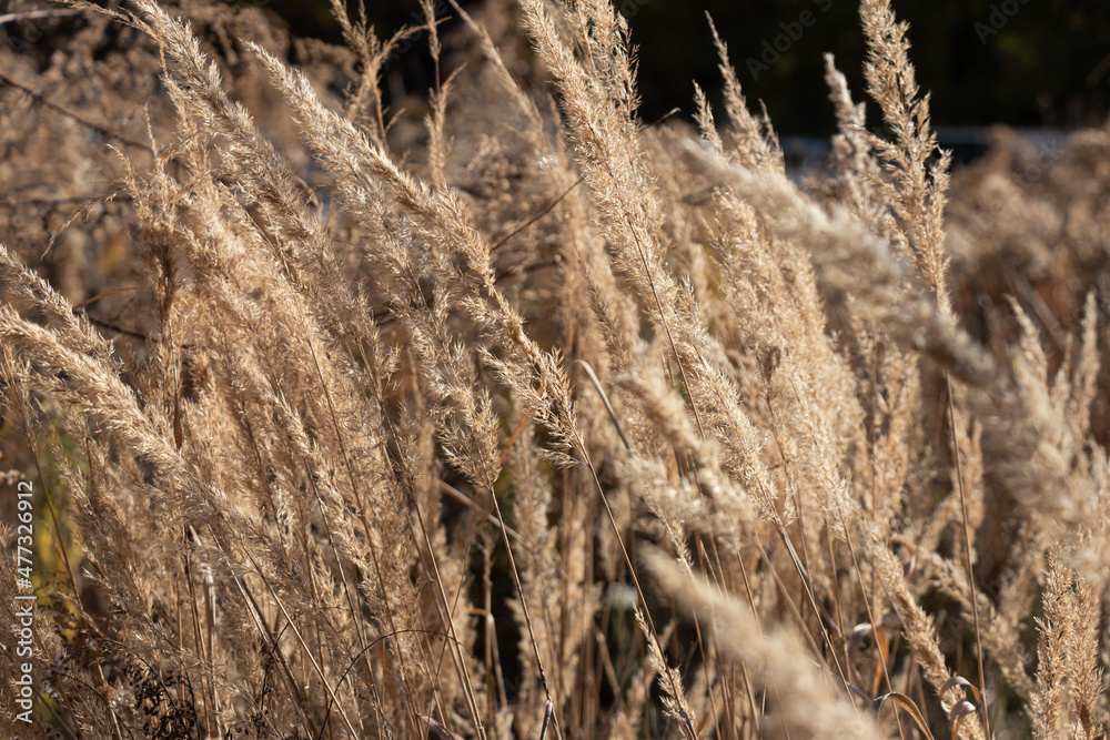 Fototapeta premium Dry panicles of Miscanthus sway in the wind in autunm sunny day