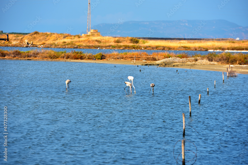 flamingos Oriented nature reserve 