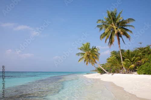 Palm trees arching over a sandy beach. Dhigurah island, Maldives. photo