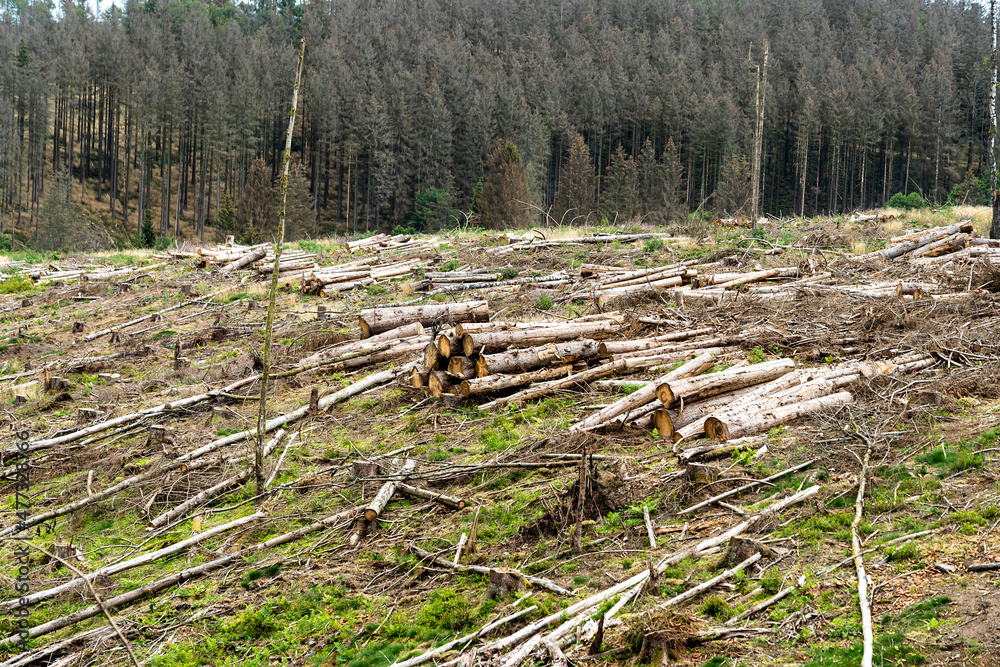 Kahlschlag in einem ehemaligen Waldgebiet im Harz Kahlschlag in einem ehemaligen Waldgebiet im Harz