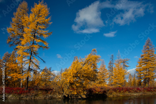 Russia. Far East  Magadan region. Yellow taiga on the bank of a tributary of the Kolyma River at the very beginning of cold autumn.