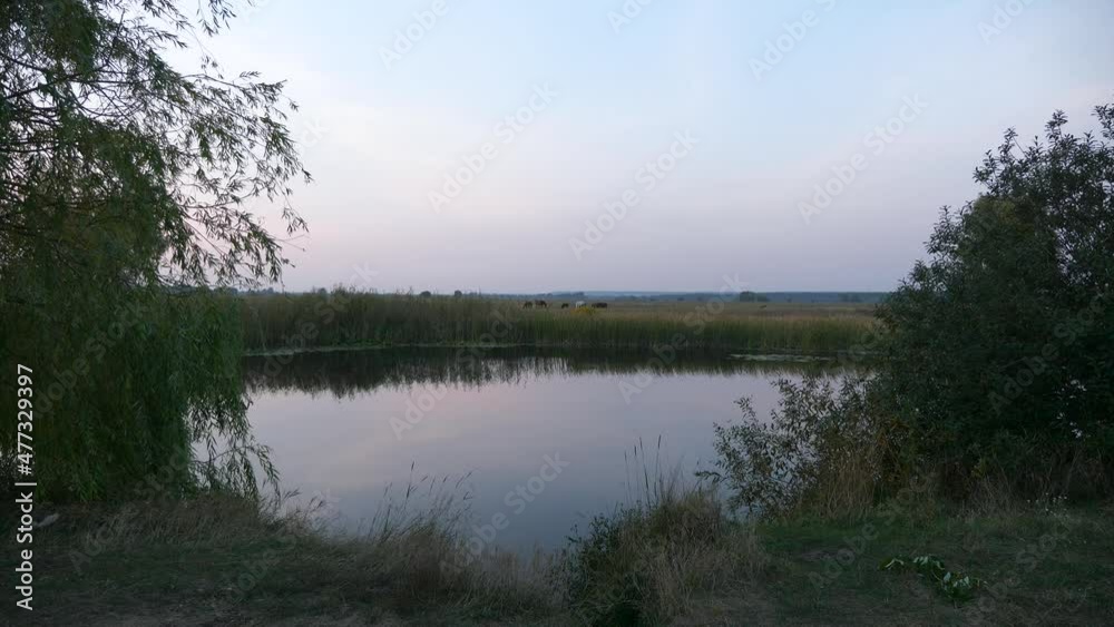 Beautiful Lake Pond on Background Herd of Horses Grazing on Pastures in Field Countryside. Panorama Scenic Nature Rural Country Scene. 2x Slow motion 60 fps 4K Beautiful Lake Pond on Background Herd of Horses Grazing on Pastures in Field Countryside. Panorama Scenic Nature Rural Country Scene. 2x Slow motion 60 fps 4K