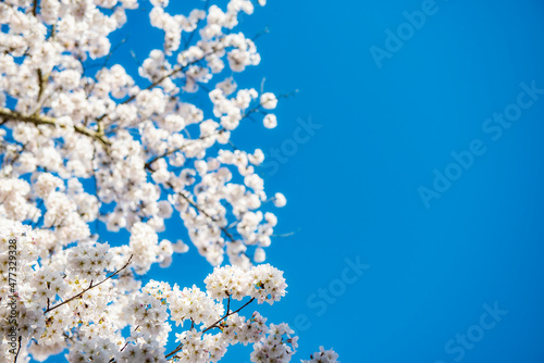 Trees full of spring blossom.
