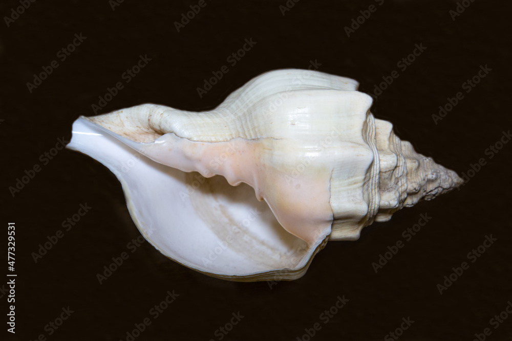 The shell of the marine mollusk Turbinella pyrum (Latin Turbinella pyrum) with beautiful curlicues on a black background. Marine animals fish ecology. The shell of the marine mollusk Turbinella pyrum (Latin Turbinella pyrum) with beautiful curlicues on a black background. Marine animals fish ecology.