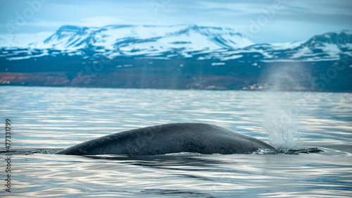 Blue whale surfacing calmly in the North Atlantic, around Icelandic waters with still a lot of snow in the mountains © Rui