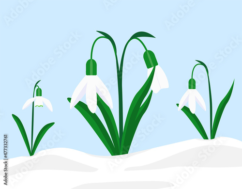 First spring flowers snowdrops vector illustration