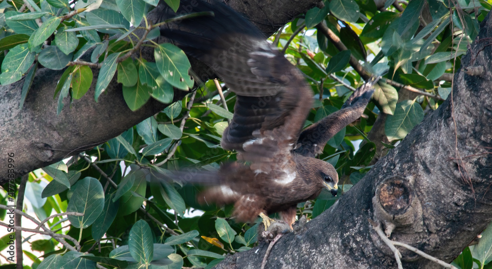 Black kite in the tree