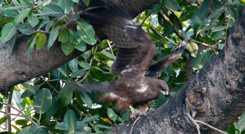Black kite in the tree