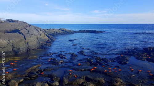 Εκτύπωση καμβά Sally Lightfoot Crabs on black rocks, Santiago, Galapagos islands