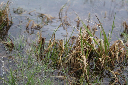 grass is green and dry in the water in the meadow 