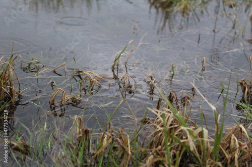 grass is green and dry in the water in the meadow 