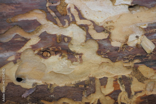 Woodworm tracks on brown bare wood trunk under bark closeup natural background texture photo