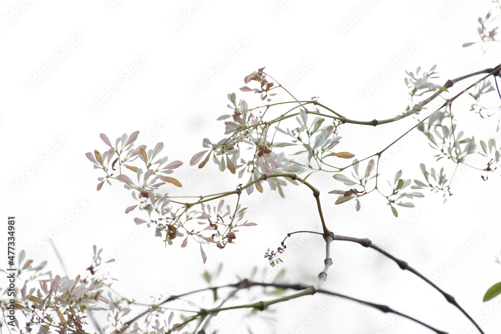 Tiny white flowers with the background of clear sky