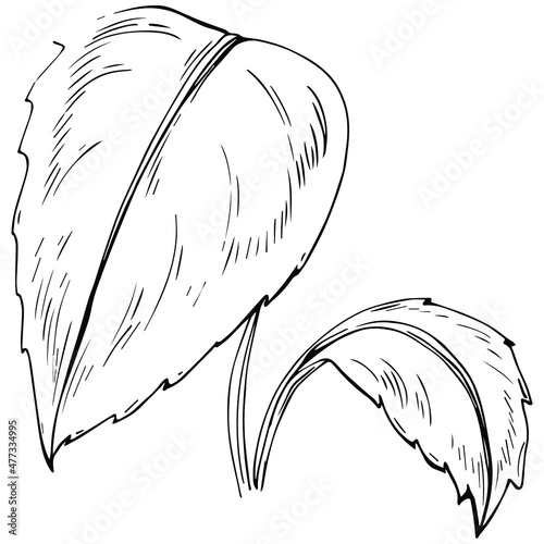 Mint vector isolated. Herbal engraved style illustration. Detailed organic product sketch. The best for design logo, menu, label, icon, stamp.