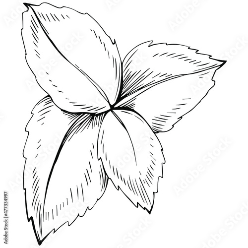 Mint vector isolated. Herbal engraved style illustration. Detailed organic product sketch. The best for design logo, menu, label, icon, stamp.