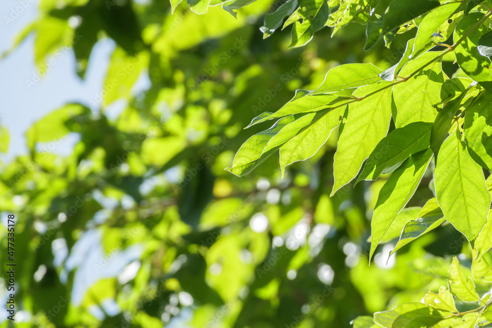 Plant green leaf in garden with bokeh background Plant green leaf in garden with bokeh background