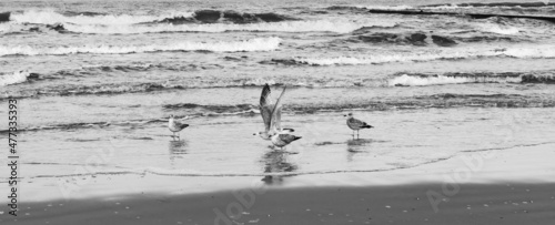 Wallpaper Mural Four silver gulls - close-up, on the beach of the Baltic Sea, one with wings raised, December cloudy day, black and white photo Torontodigital.ca