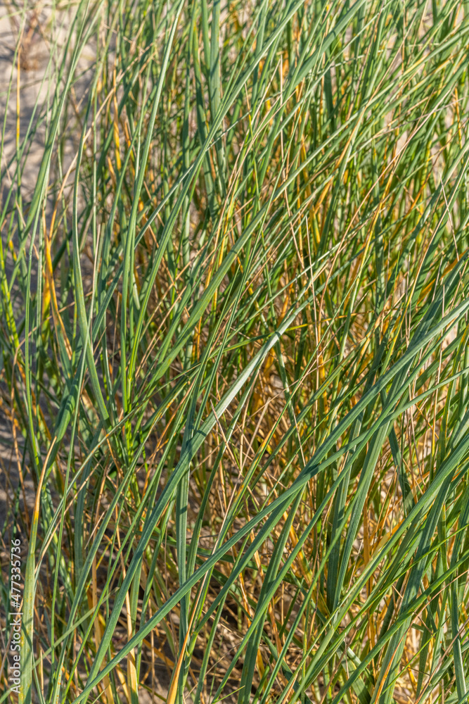 Obraz premium Elymus farctus (chiendent des sables, chiendent piquant)