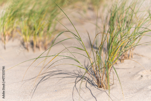 Elymus farctus (chiendent des sables, chiendent piquant)