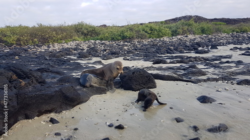 Sea lions, a mother and a pup, on the white beach on Santiago Island, Galapagos, Ecuador