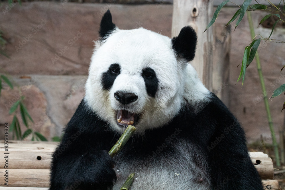Fototapeta premium giant panda eating bamboo