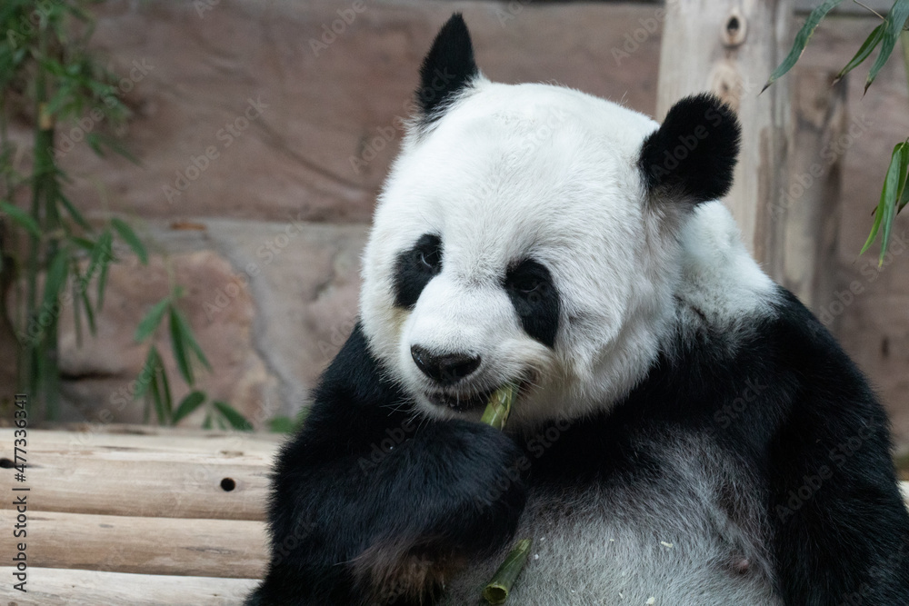 Fluffy Panda Eating Bamboo
