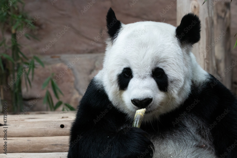Cute Female Panda eating Bamboo Shoot Cute Female Panda eating Bamboo Shoot