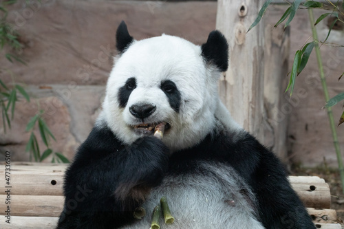 Cute Female Panda eating Bamboo Shoot