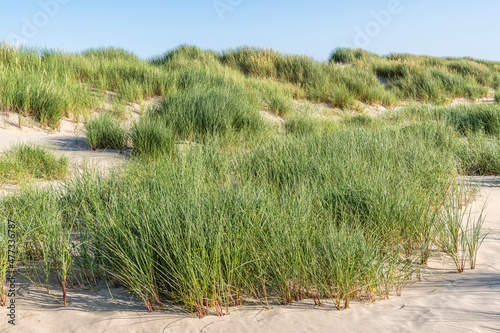 chiendent des sables (Elymus farctus) et oyats (Ammophila arenaria)