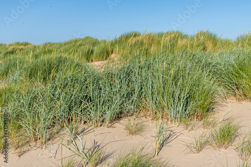 Chiendent des sables (Elymus farctus), élyme des sables (Leymus arenarius ), oyats (Ammophila arenaria)