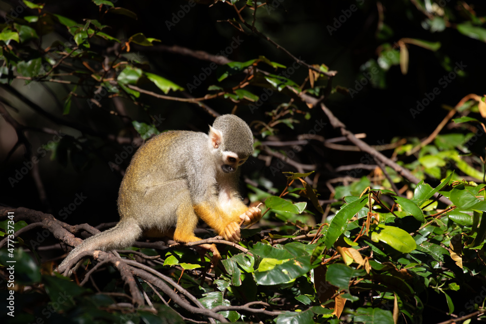 Obraz premium Close up Common Squirrel Monkey, Saimiri Sciureus