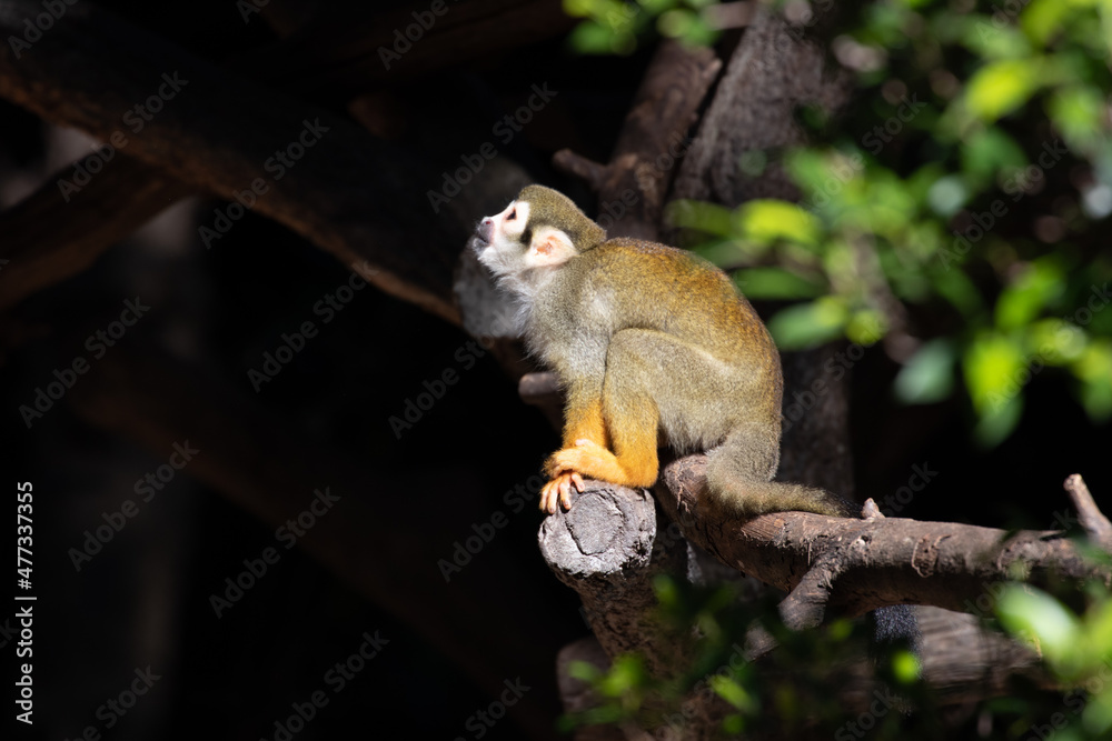 Fototapeta premium Close up Common Squirrel Monkey, Saimiri Sciureus