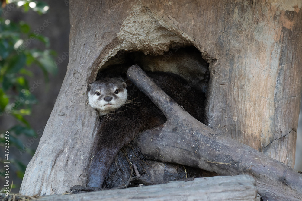 Obraz premium Close up Asian Small-Clawed Otter