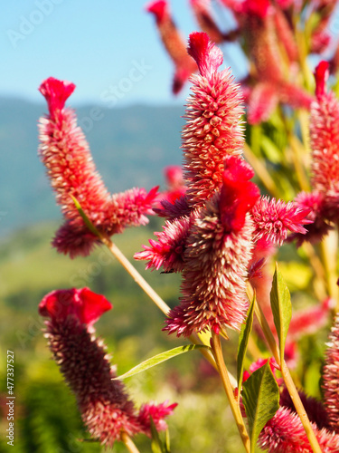 red and yellow flower