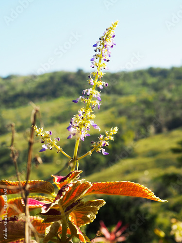 flowers in the autumn