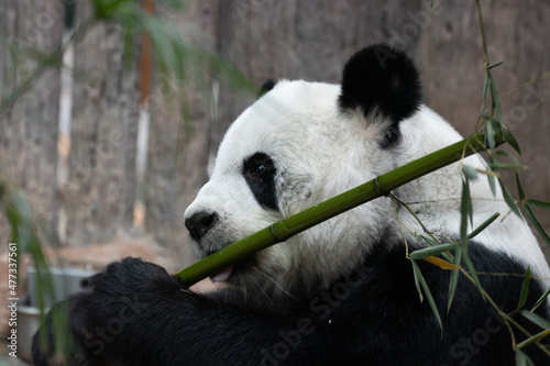 Fototapeta Naklejka Na Ścianę i Meble -  Cute Panda Biting Bamboo stick