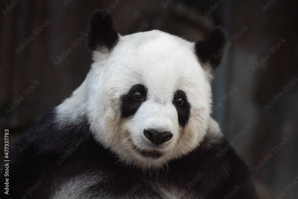 a portrait of sweet panda in Thailand a portrait of sweet panda in Thailand