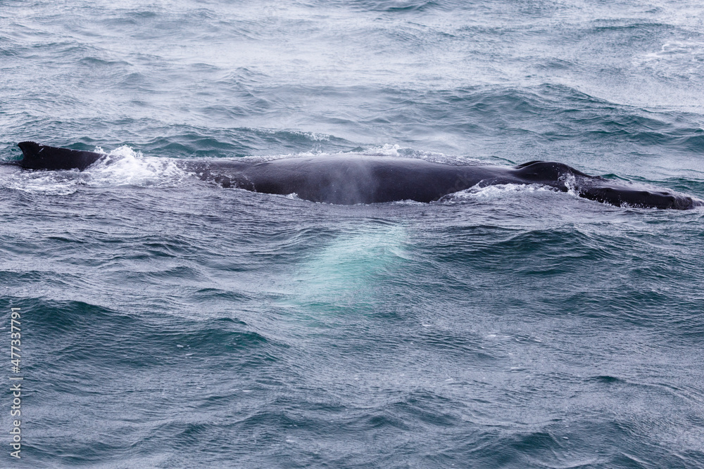 humpback whale in the north humpback whale in the north
