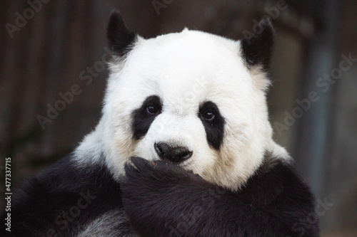 A portrait of sweet Panda in Thailand  Lin Hui