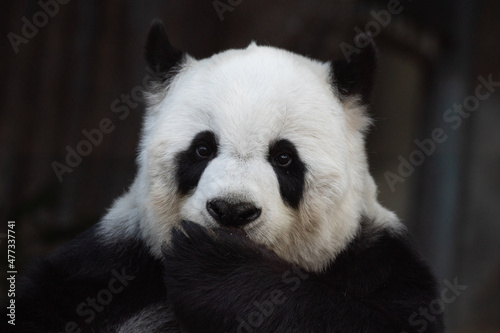 Portrait of Sweet Panda , Lin Hui