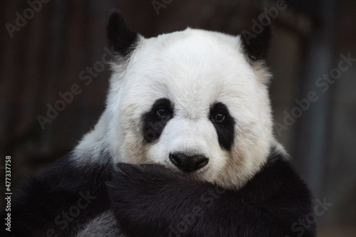 A Portrait of Sweet Female Panda