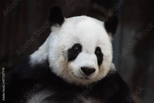 Portrait of sweet panda in Thailand